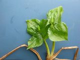 Trillium camschatcense