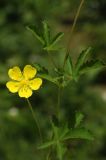 Potentilla reptans