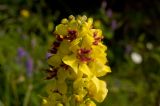 Verbascum nigrum. Верхушка соцветия в капельках росы. Южный Урал, река Уфа, поляна в лесу, 9 августа 2014 г.