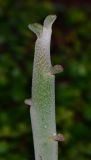 Euphorbia lomelii
