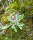 Erigeron eriocalyx