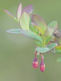 Vaccinium uliginosum