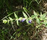 Scutellaria galericulata