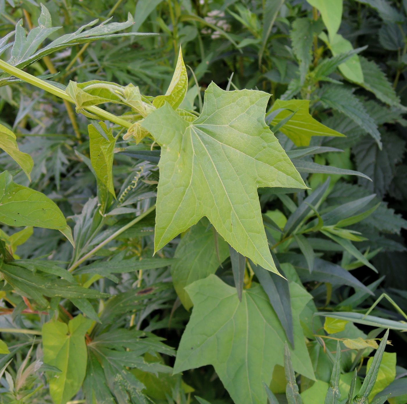 Изображение особи Echinocystis lobata.