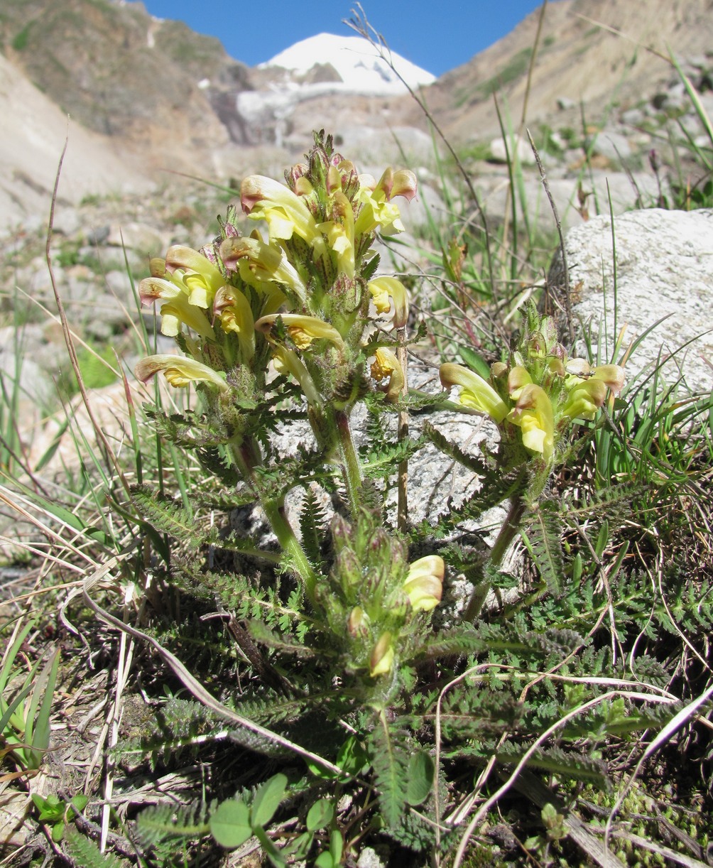 Изображение особи Pedicularis chroorrhyncha.