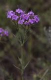 Dianthus pseudarmeria