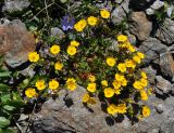 Potentilla gelida