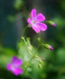 Geranium palustre. Цветок. Ярославская обл, Переяславский р-н, с. Веськово, национальный парк «Плещеево озеро», сырой прибрежный луг. 17.08.2016.