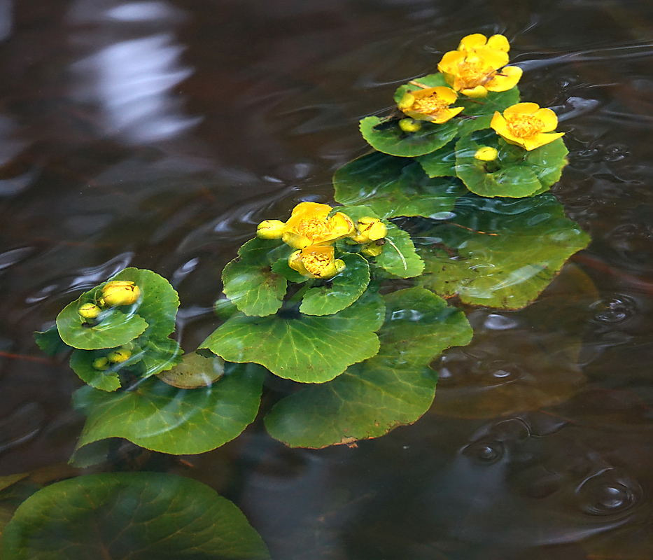 Изображение особи Caltha palustris.