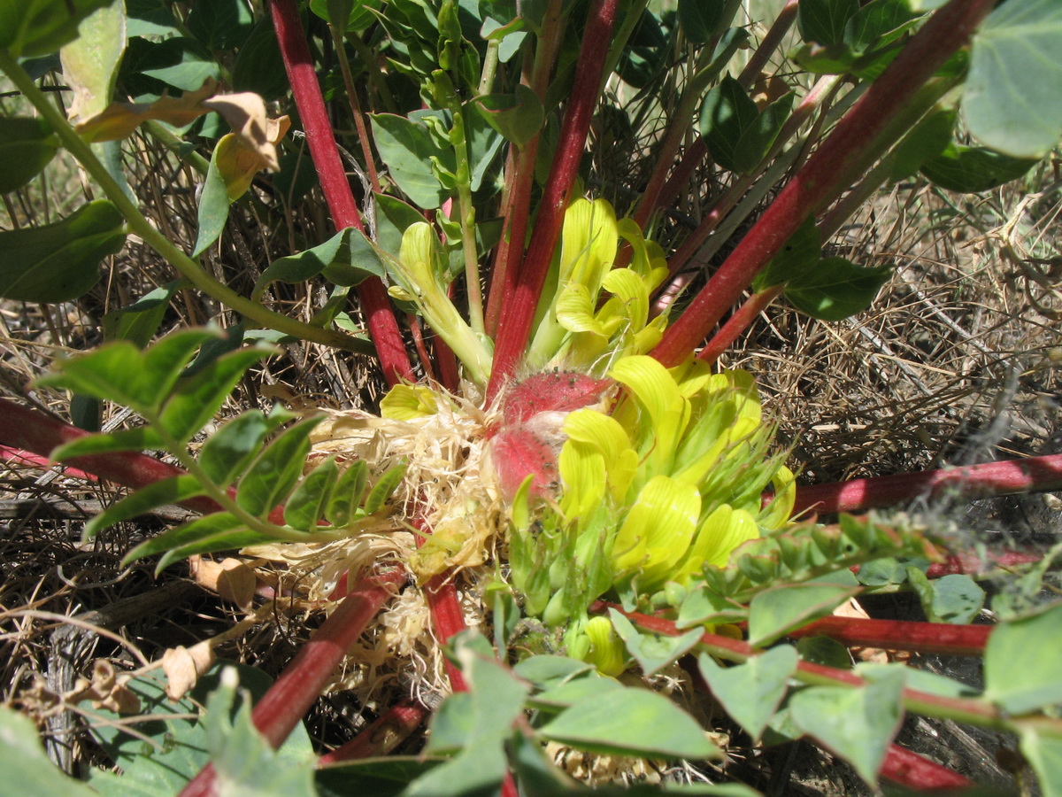 Изображение особи Astragalus subbarbellatus.