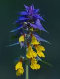 Melampyrum nemorosum