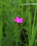 Dianthus deltoides. Верхушка стебля с цветком и бутонами. Московская обл., Одинцовский р-н, г. Кубинка, полигон НИИБТ, поляна в лесу. 02.07.2017.