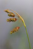 Carex paupercula