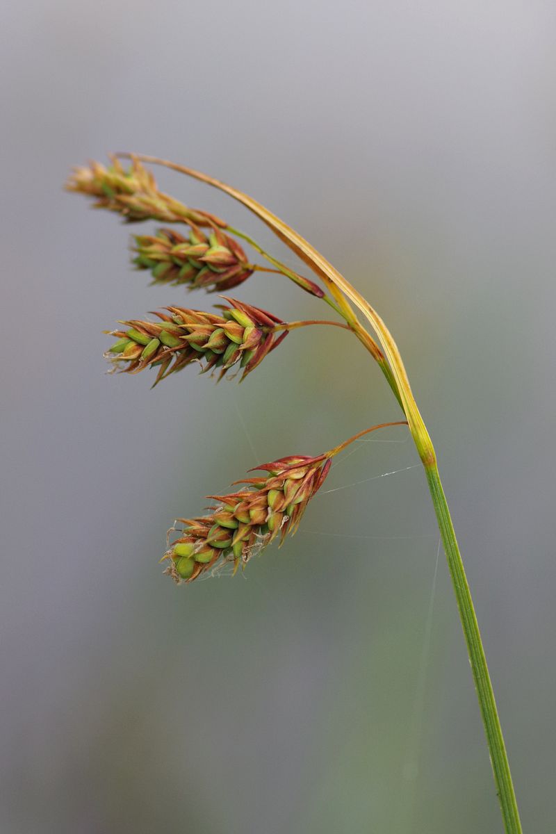 Изображение особи Carex paupercula.