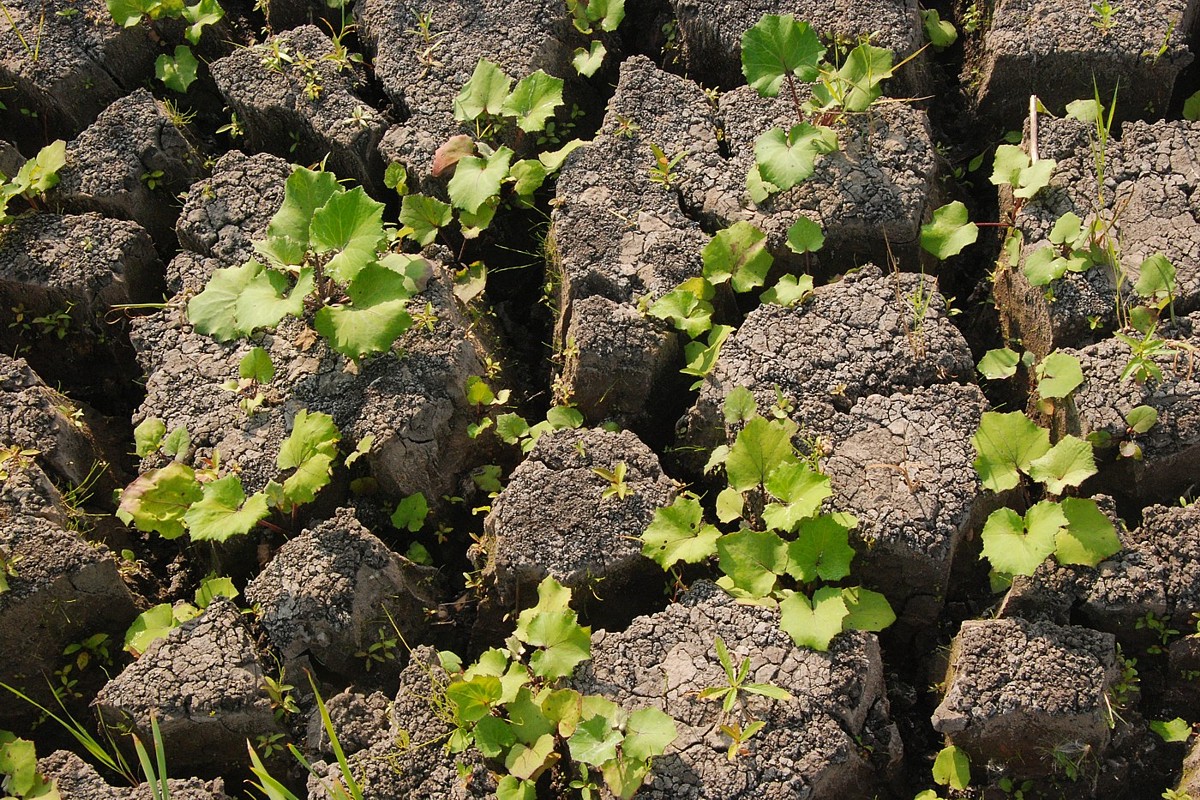 Image of Tussilago farfara specimen.