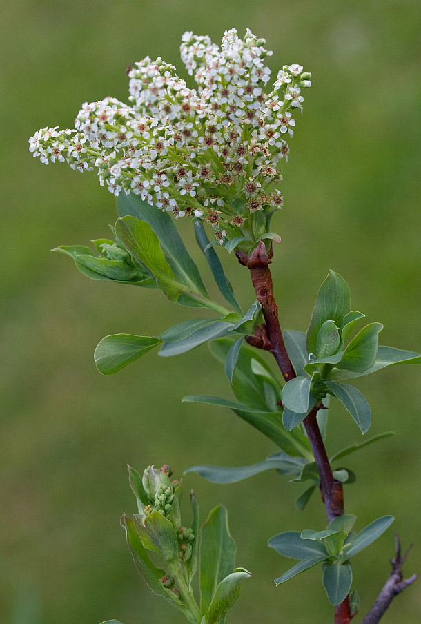 Изображение особи Sibiraea altaiensis.