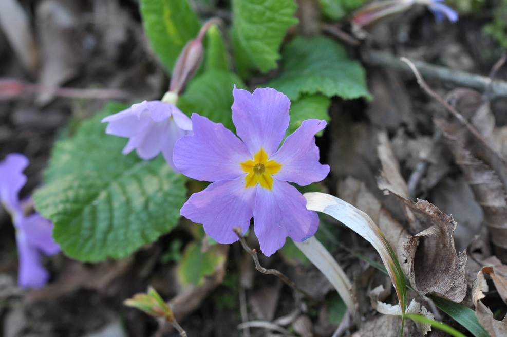 Изображение особи Primula vulgaris.