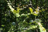 Mahonia bealei