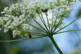 Chaerophyllum aromaticum. Часть опутанного паутиной соцветия с охотящимся пауком и его добычей(?). Псковская обл., Опочецкий р-н, 393 км шоссе М20, старая залежь, разнотравно-злаковый луг. 26.06.2018.