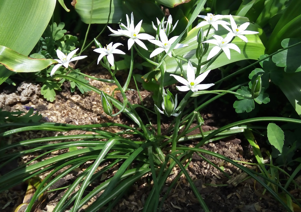 Изображение особи Ornithogalum umbellatum.