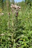 Cirsium heterophyllum