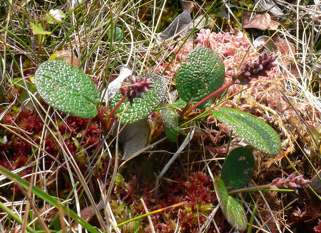 Image of Salix reticulata specimen.