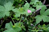 Geranium divaricatum