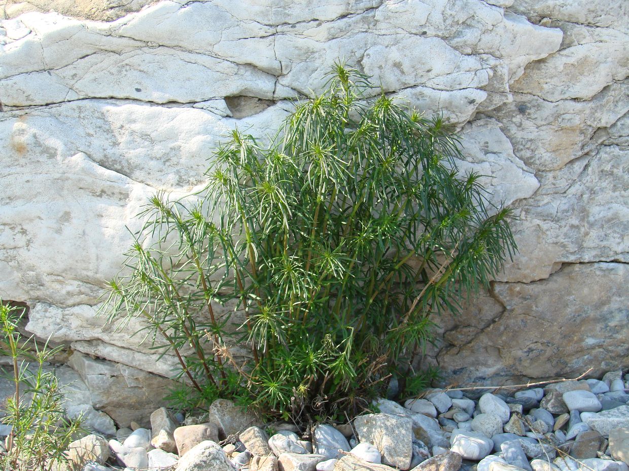 Image of Galium verum specimen.