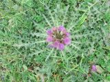 Cirsium esculentum