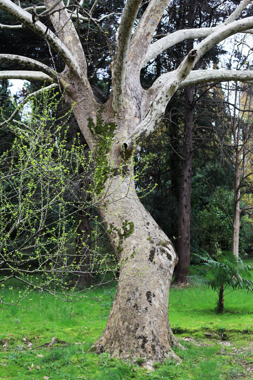 Изображение особи род Platanus.