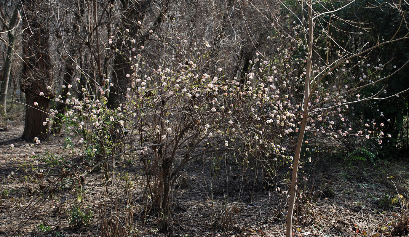 Изображение особи Viburnum farreri.