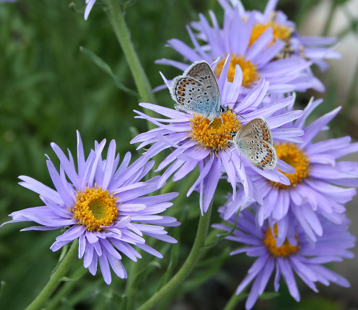 Изображение особи Aster alpinus.