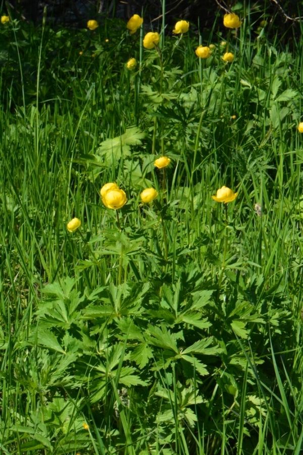 Изображение особи Trollius europaeus.