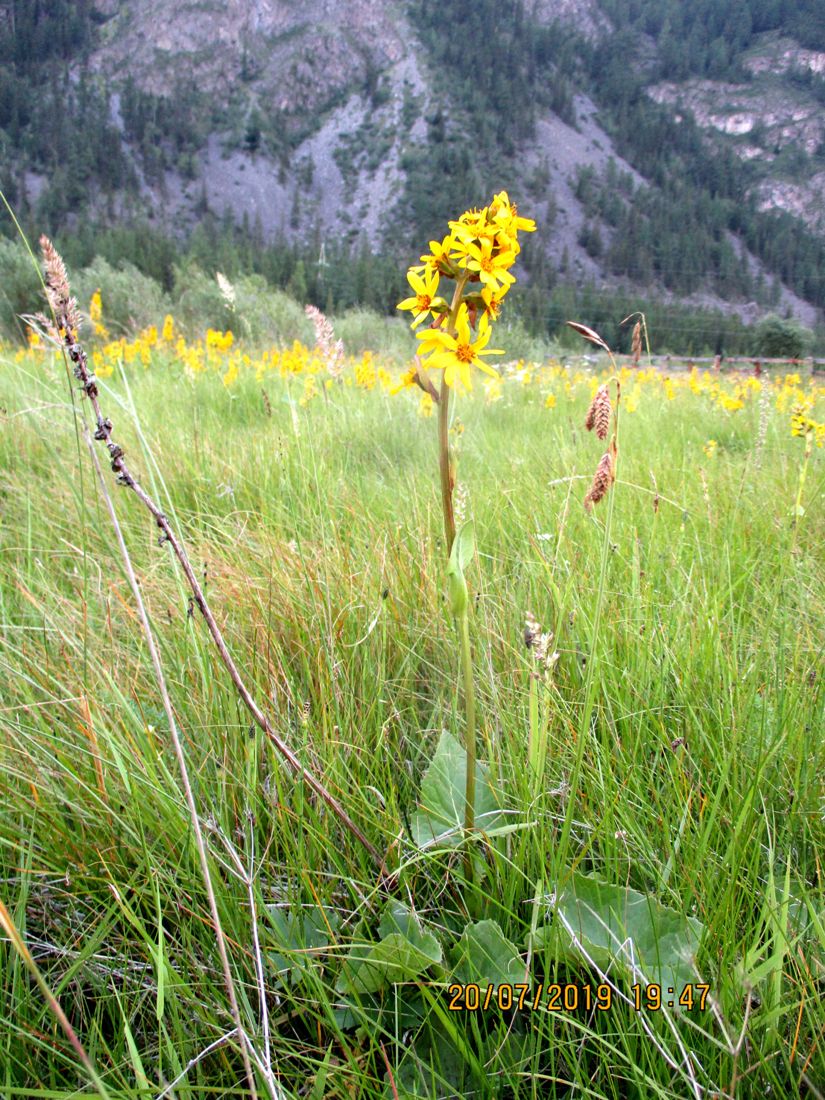 Изображение особи Ligularia altaica.