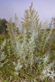 Artemisia glauca