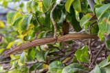 Cryptostegia madagascariensis. Верхушка ветки со спелым плодом. Израиль, Шарон, г. Тель-Авив, ботанический сад университета. 22.10.2018.