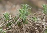 Onosma polyphylla