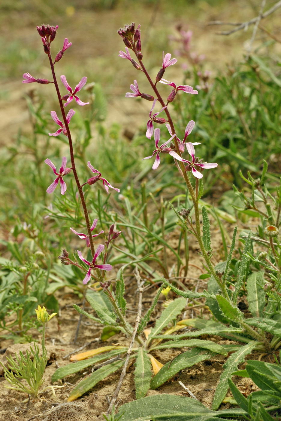 Изображение особи Strigosella grandiflora.