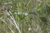 Dipsacus laciniatus