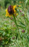 Rudbeckia hirta. Верхушки нормальных бутонизирующих и аномального цветущего побегов. Пермский край, пос. Юго-Камский, частное подворье. 15 июля 2020 г.