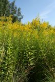 Solidago canadensis