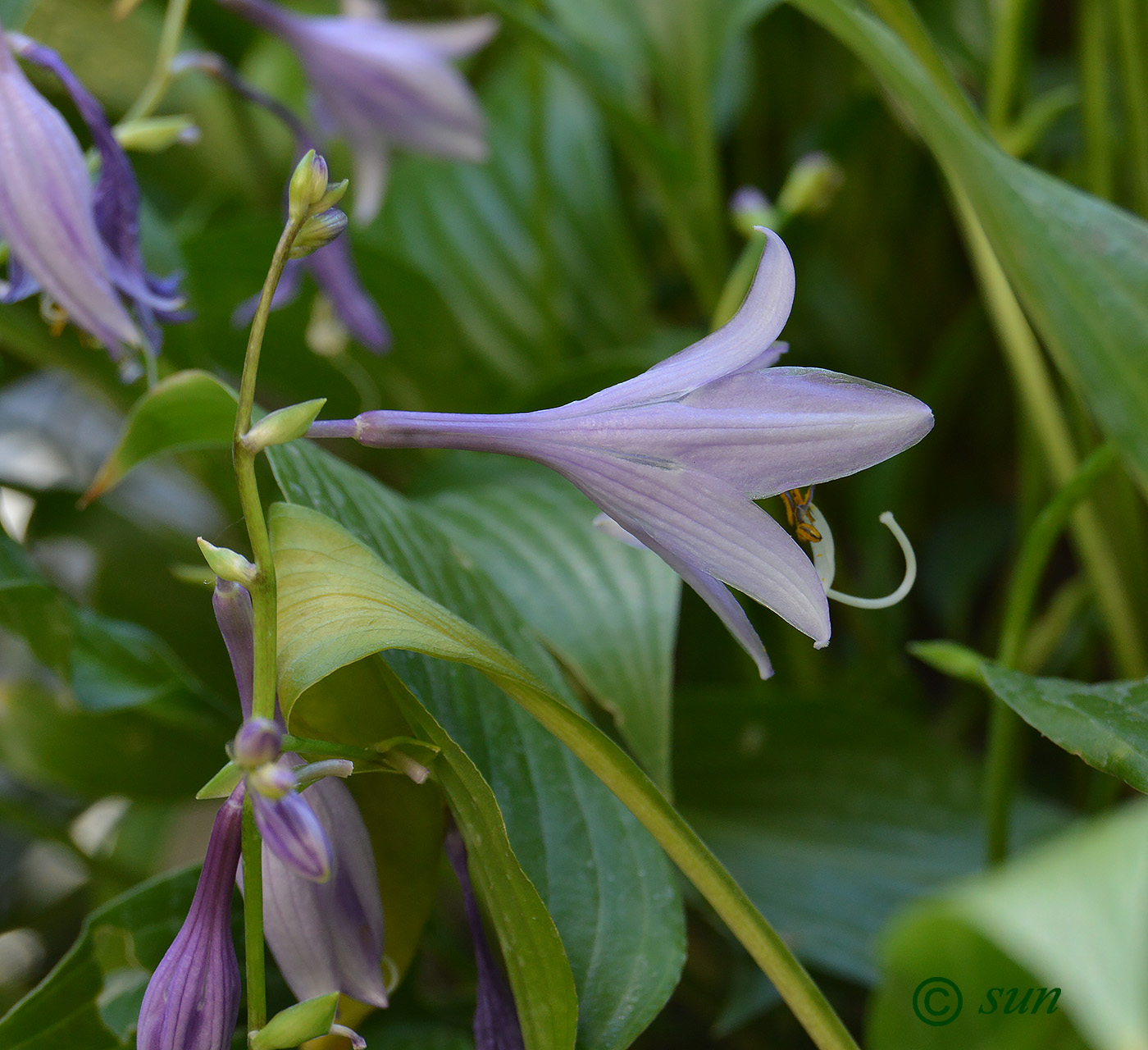 Изображение особи Hosta fortunei.