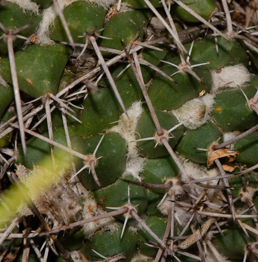 Изображение особи Mammillaria compressa.