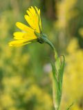 Tragopogon pratensis