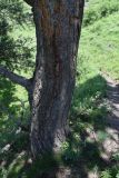 Pinus sylvestris подвид hamata. Нижняя часть ствола. Республика Ингушетия, Джейрахский р-н, окр. ур. Исмаил-Ков, на тропе, проходящей через остепненный луг. 21 июня 2022 г.