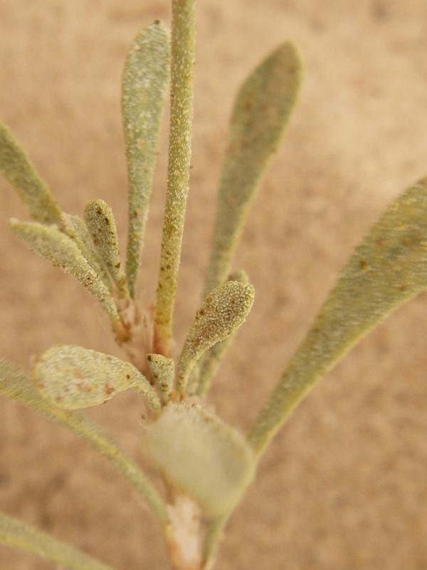 Изображение особи Limonium suffruticosum.