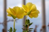 Oenothera drummondii