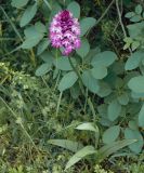 Anacamptis pyramidalis