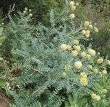 Astragalus regelii