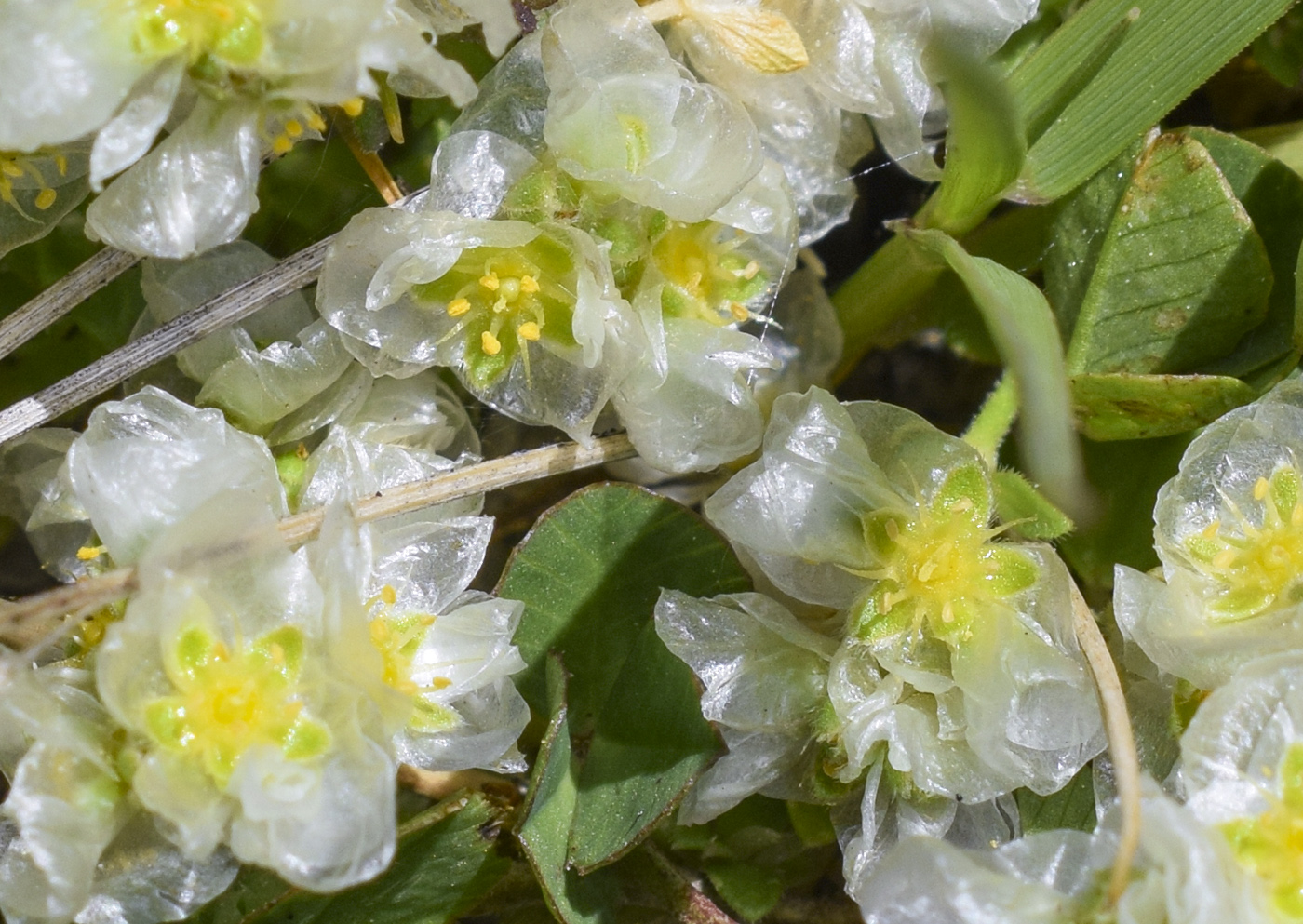 Изображение особи Paronychia kapela ssp. serpyllifolia.